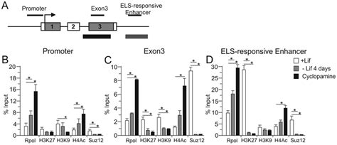 Hypothalamic-like differentiation displaced repressive histone marks ...