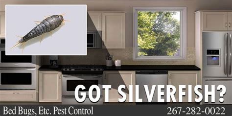 Silverfish Pest Control Philadelphia | Bed bugs treatment, Household pests, Bed bugs