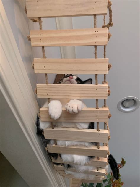 Bridge Cat Rcatwalls