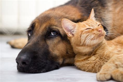 Vivere Con Cani E Gatti Fa Bene Migliora La Vita Filastrocche It