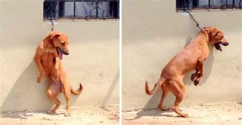 Perro Amarrado Con Una Cadena Corta Se Mantiene Colgado Y Sin Descanso