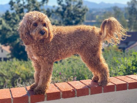 Poodle Cavalier
