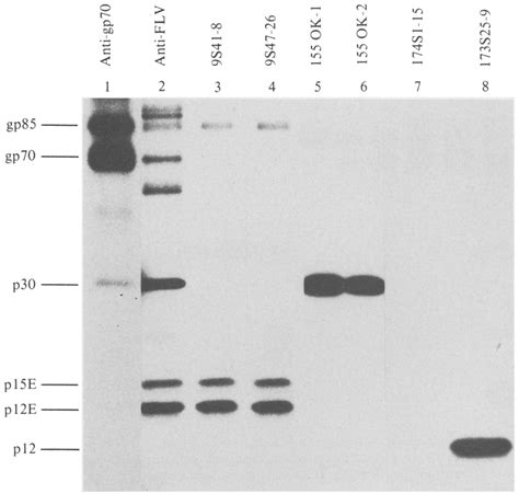 Immunoprecipitation Of Viral Proteins From A 35s Methionine Labelled