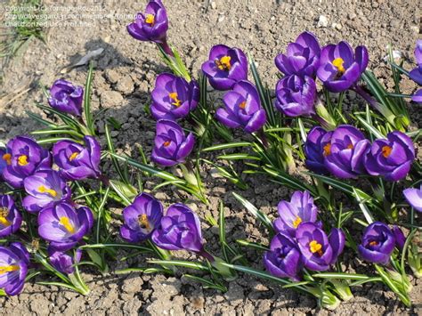 PlantFiles Pictures: Giant Dutch Crocus 'Flower Record' (Crocus vernus ...