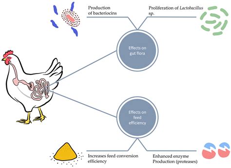 Probiotics As A Friendly Antibiotic Alternative Encyclopedia Mdpi