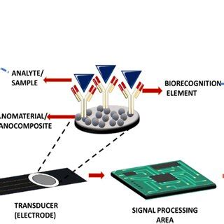 Illustration Of The Components Of An Electrochemical Immunosensor