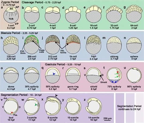 Zebrafish link 转座子实验室