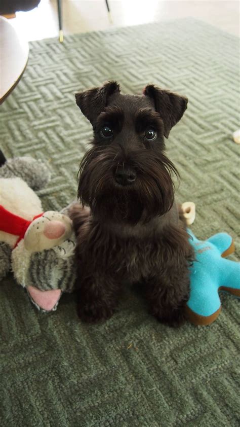 10 Best Schnauzer Dog Names