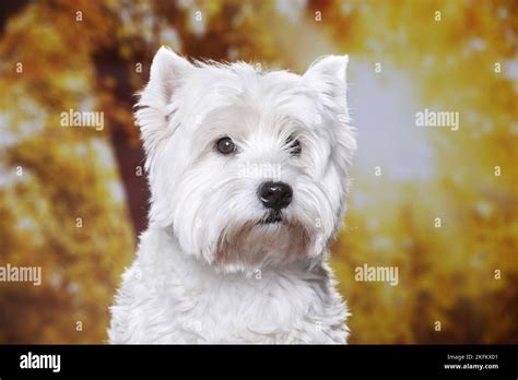 West Highland White Terrier Portrait Stock Photo Alamy