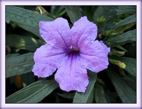 Ruellia brittoniana 'Dwarf Purple' or 'Katie' - a photo on Flickriver