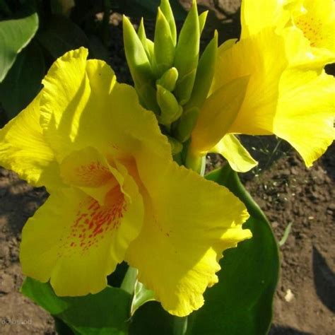 Канна зеленолистная Ричард Уоллес - купить с доставкой по выгодным ...