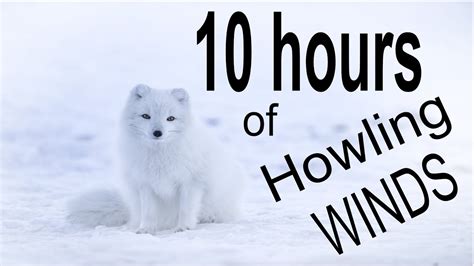 10 Hours Of Howling Wind Sounds For Sleeping Relaxing Insomnia