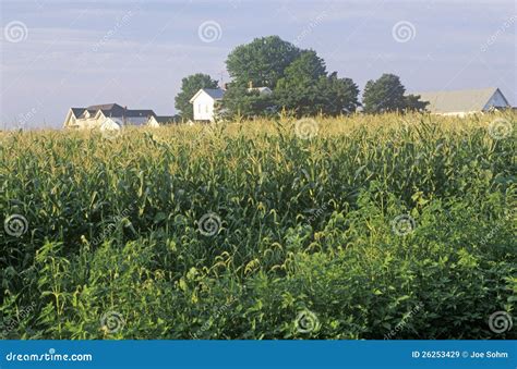 Mature Corn Crops Stock Image Image Of Farm United