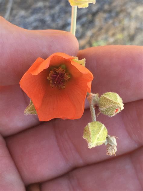 Malva Del Desierto Paleta Vegetal De Hermosillo NaturaLista Mexico