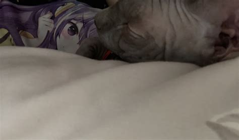 Shadow From The Shadows On Twitter Hater Naked Cat Will Never Have A Hot Gf Naked Cat