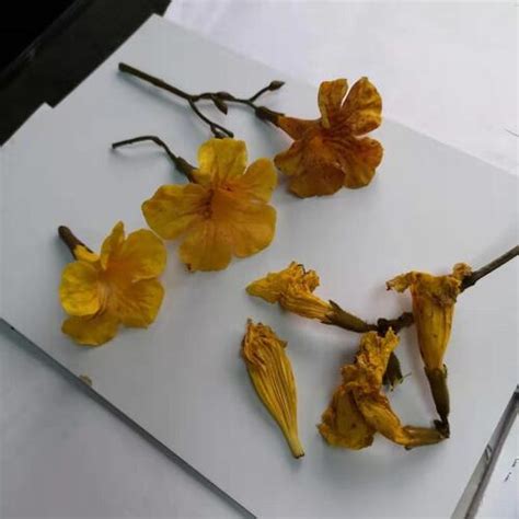 Real Touch - Искусственные цветы и растения из силикона и латекса