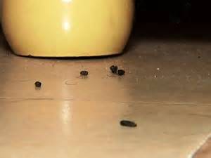 Fezes De Rato E Barata - Como Diferenciar Fezes de Barata, Rato e Lagartixa? | Mundo Ecologia