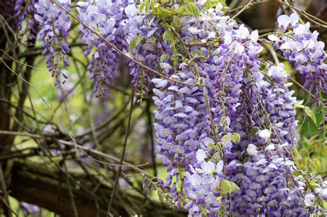 How To Grow Wisteria Where To Plant This Flowering Climber Homes And Gardens