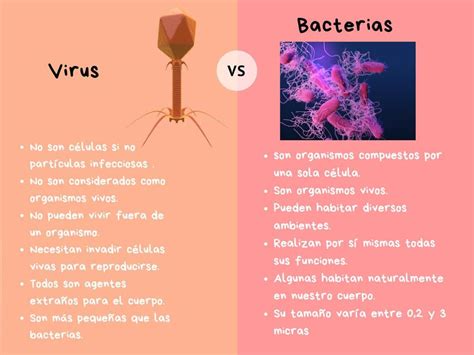 Cuales Son Las Diferencias Entre Virus Y Bacterias Salud E Igiene Images