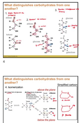 Bio Carbohydrates Flashcards Quizlet