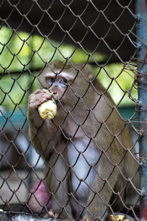 The Monkey That Is Locked In The Cage Stock Image Image Of Barrier