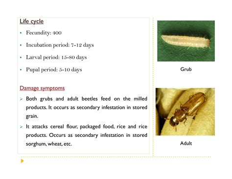 storage grain pests secondary storage pests