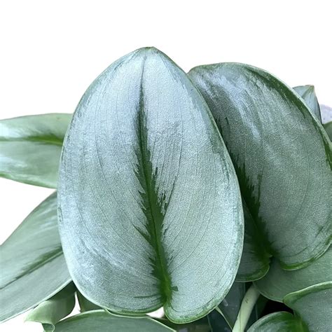 Scindapsus Moonlight – Gipsygarden