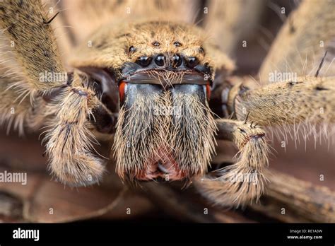 Huntsman Spider Hi Res Stock Photography And Images Alamy