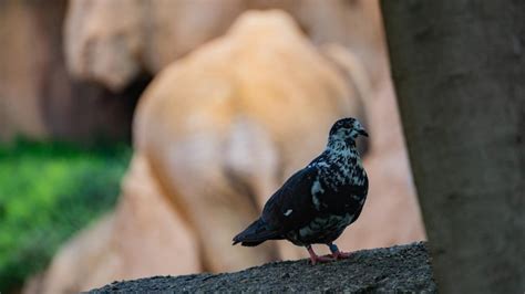 Premium Photo Pigeon With An Elephant Ass In The Background