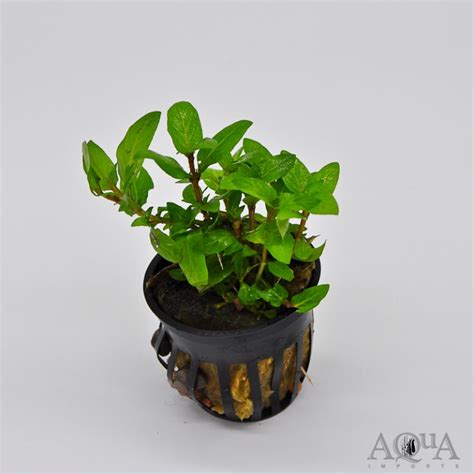 Staurogyne Repens Aqua Imports