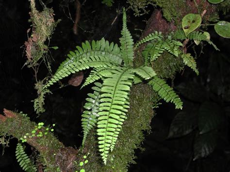 Asplenium pteropus (Aspleniaceae) image 160333 at PhytoImages.siu.edu
