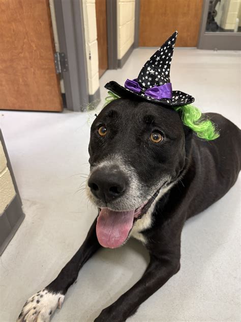 craven animal hospital 6