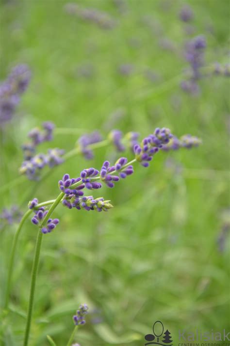 Lavandula Angustifolia Hidcote Blue Lawenda W Skolistna