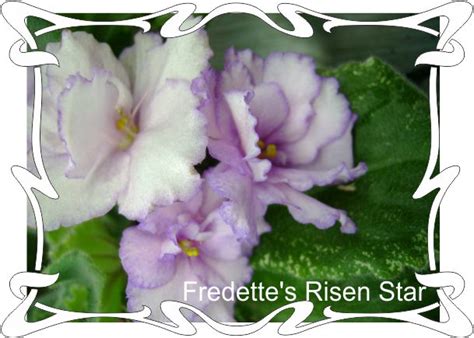Фиалка Fredette's Risen Star