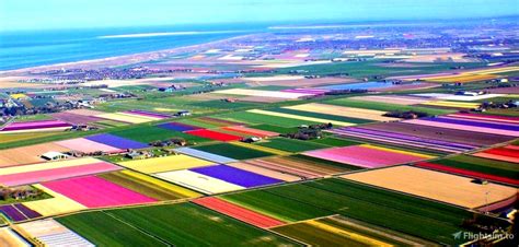 Sceneries Requests - Dutch Tulip Fields - Flightsim.to