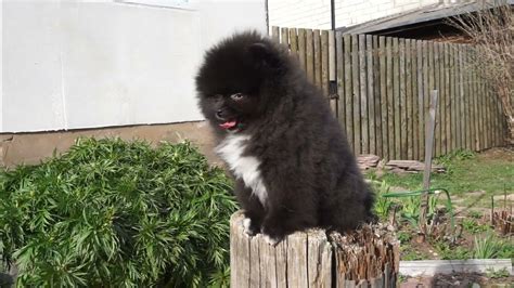 Гималайский мишка - YouTube