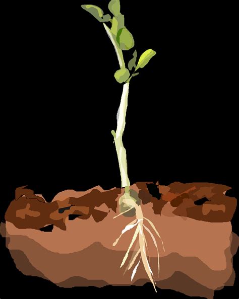 Active Section Crops And Soil Answer Key 1