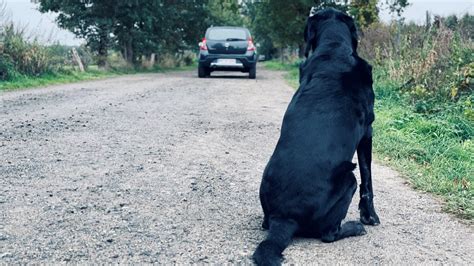 Pet owners are sharing their animal trust failsworth success stories 10