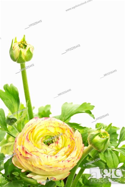 Ranunkel Ranunculus Asiaticus Stock Photo Picture And Royalty Free