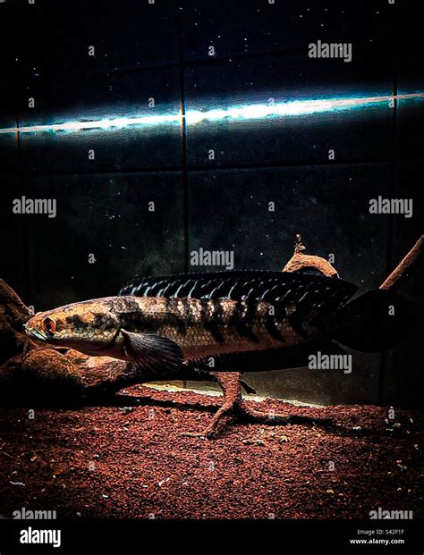 good fish  res stock photography  images alamy