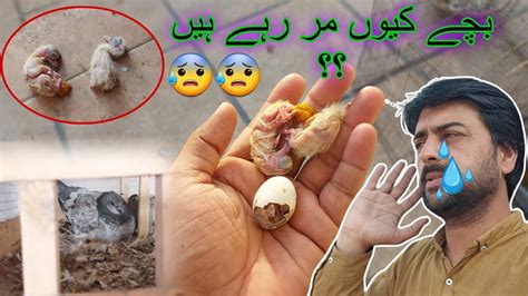 New Bchy Expair Ho Gay Skypigeons YouTube