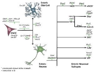 Editors' Choice | Journal of Cellular Signaling 