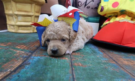 Toy Tiny Toy & Teacup Poodle Breeder | Little Fuzzy Poodles