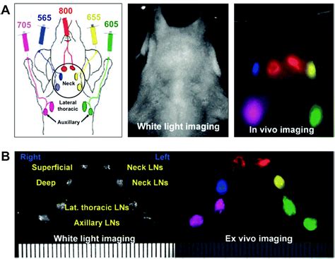 Quantum Dots Bright And Versatile In Vitro And In Vivo Fluorescence