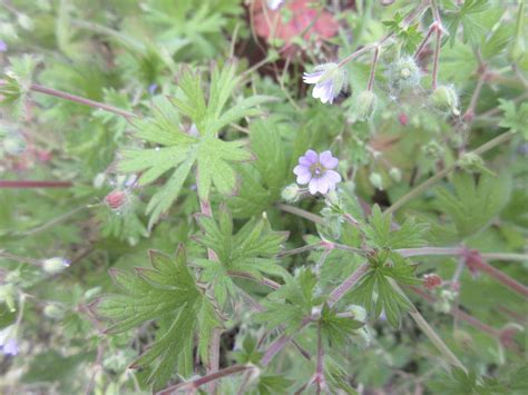 Geranium molle - Dove's-foot Crane's-bill — BSBI VC77