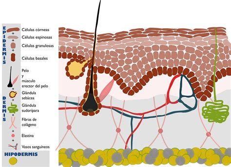 Estructura De La Piel Isabel Mayoral