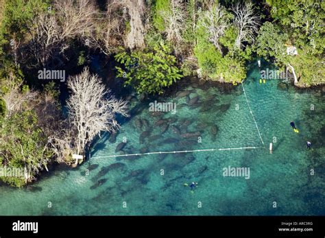 Aerial photograph of Manatees Trichechus manatus latirostris in Crystal
