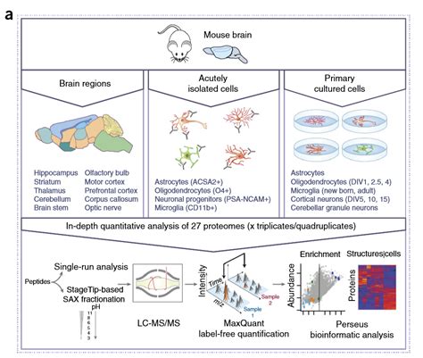 News in Proteomics Research: Brain region resolved proteomes!