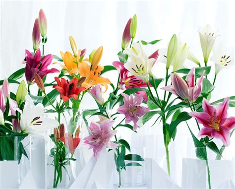 hoa ly  nghia va cach cham soc hoa ly