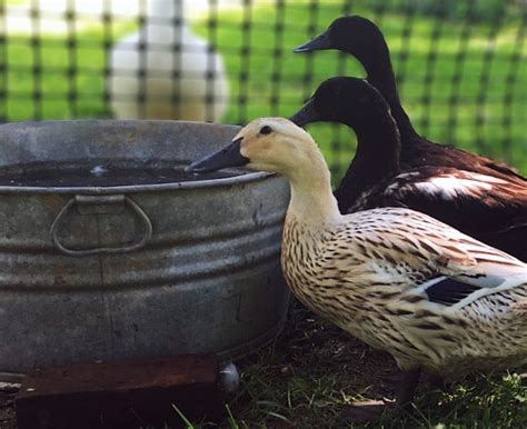 Geese vs. Ducks (and Other Poultry) - Backyard Poultry